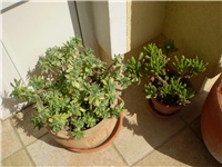 7ab5bd3b-Picture 4161.jpg